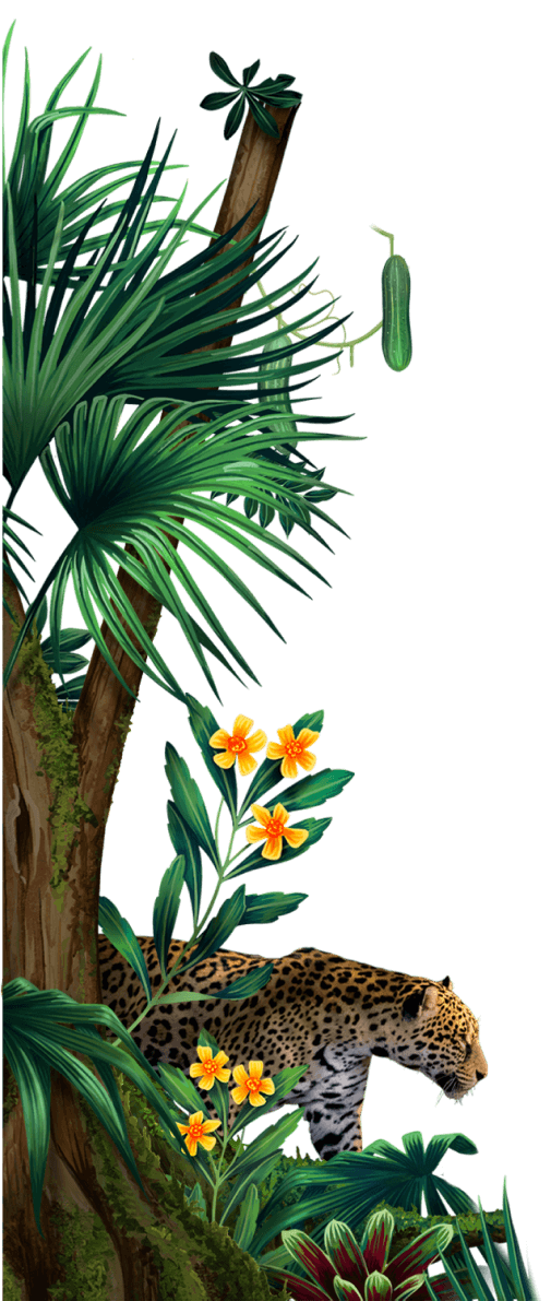 Xibal Gin & Tonic Xibal Gin